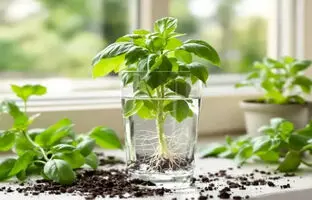روش کاشت سبزی‌ ها و گیاهان در لیوان آب