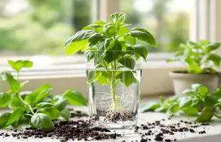 روش کاشت سبزی‌ ها و گیاهان در لیوان آب