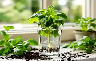 روش کاشت سبزی‌ ها و گیاهان در لیوان آب