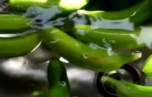 فرآیند کاشت، پرورش و برداشت موز متفاوت ژاپنی + ویدئو