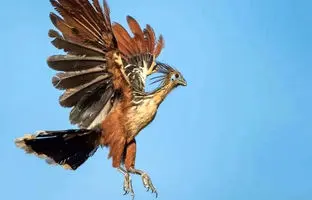  با بدبوترین پرنده جهان آشنا شوید 