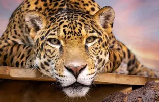 ویدئوی منحصر بفرد از شنای جگوارها ؛ مهارت این پلنگ‌ها را ببینید + ویدئو