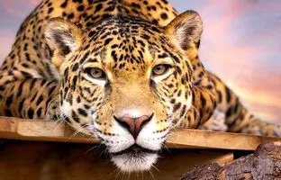 ویدئوی منحصر بفرد از شنای جگوارها ؛ مهارت این پلنگ‌ها را ببینید + ویدئو