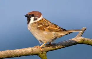 ارتباط عجیب گنجشکها با قحطی بزرگ چین / ۴۵ میلیون نفر کشته شدند + ویدئو