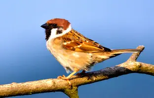 ارتباط عجیب گنجشکها با قحطی بزرگ چین / ۴۵ میلیون نفر کشته شدند + ویدئو