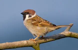 ارتباط عجیب گنجشکها با قحطی بزرگ چین / ۴۵ میلیون نفر کشته شدند + ویدئو