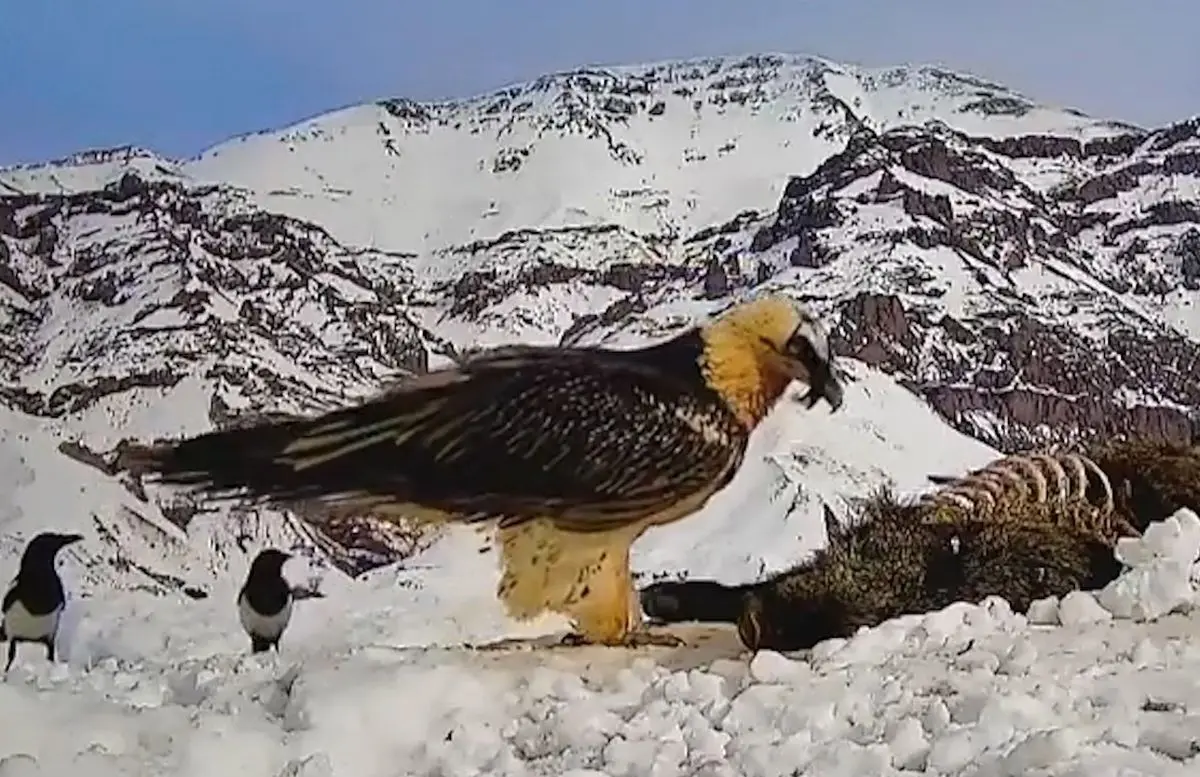 غذا دادن همای سعادت به جوجه‌اش در ارتفاعات طالقان+ ویدئو