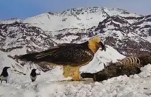 غذا دادن همای سعادت به جوجه‌اش در ارتفاعات طالقان+ ویدئو