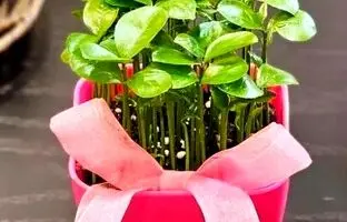 نحوه کاشت و زمان کاشت سبزه نارنج / کاشت سبزه نارنج برای عید + ویدئو