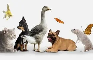 حیوانات خانگی محبوب تهرانی‌ها