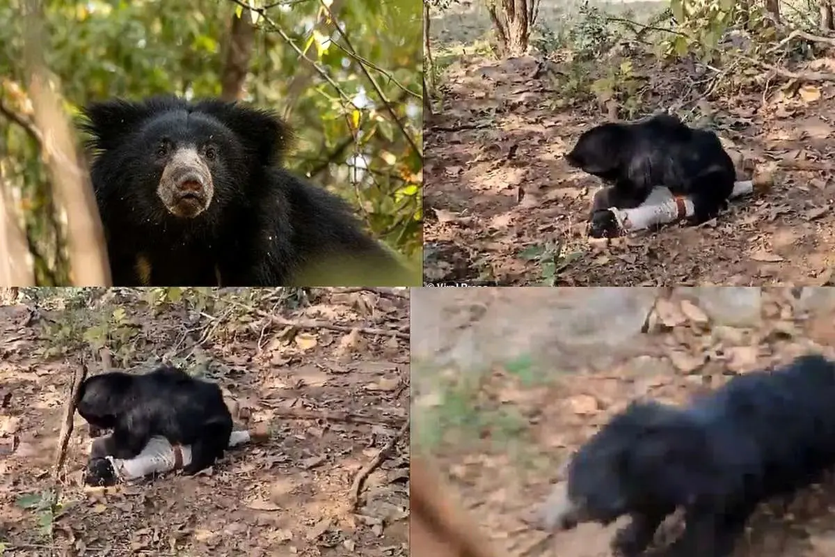  خرس هار پدر و پسر را در جنگل کشت؛ محیط‌بان فداکار به‌سختی جان سالم برد + ویدئو