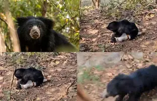  خرس هار پدر و پسر را در جنگل کشت؛ محیط‌بان فداکار به‌سختی جان سالم برد + ویدئو