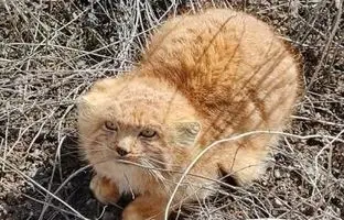 رویت مجدد گربه نادر ایرانی/ تصویربرداری از توله‌های پالاس در رابُر کرمان