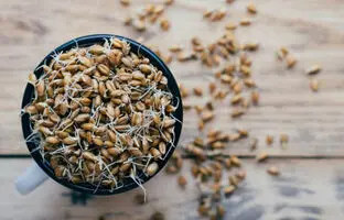 جوانه گندم برای چی خوبه ؟ ؛ ارزش غذایی جوانه گندم