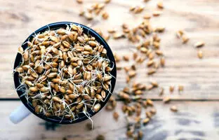 جوانه گندم برای چی خوبه ؟ ؛ ارزش غذایی جوانه گندم