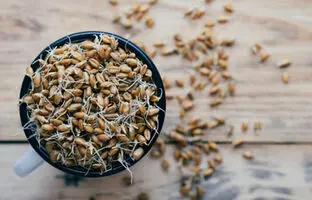 جوانه گندم برای چی خوبه ؟ ؛ ارزش غذایی جوانه گندم