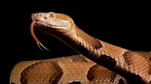 کشفی شگفت‌انگیز درباره مار دمنده: عجیب ترین شیوه استتار + ویدئو