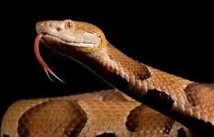 کشفی شگفت‌انگیز درباره مار دمنده: عجیب ترین شیوه استتار + ویدئو