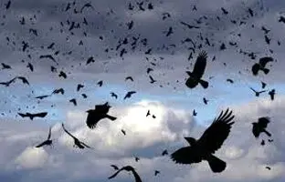  تصاویر شوکه‌کننده از یخ زدن کلاغ‌ها در هوای سرد تبریز وسط میدان + ویدئو