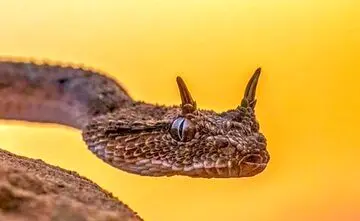 همسایه خطرناک تهرانی‌ها + عکس