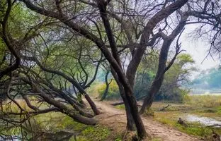 5 پارک جنگلی شرق تهران برای تعطیلات آخر هفته