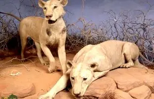این دو شیر، ۳۰ کارگر را زنده زنده خوردند + عکس