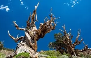 کهن‌سال‌ترین درخت جهان ۴۸۵۷ سال سن دارد! + ویدئو