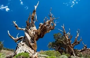 کهن‌سال‌ترین درخت جهان ۴۸۵۷ سال سن دارد! + ویدئو