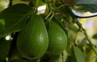 چگونه درخت «آووکادو» را در خانه پرورش دهیم؟
