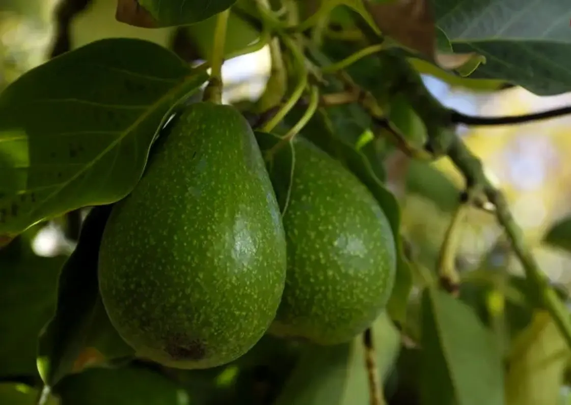 چگونه درخت «آووکادو» را در خانه پرورش دهیم؟
