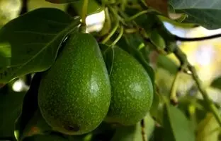 چگونه درخت «آووکادو» را در خانه پرورش دهیم؟
