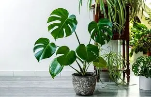 اگر از استرس و بی‌خوابی خسته شده‌اید، این گیاهان را در خانه نگه دارید!