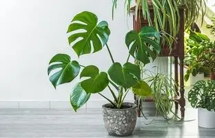 اگر از استرس و بی‌خوابی خسته شده‌اید، این گیاهان را در خانه نگه دارید!
