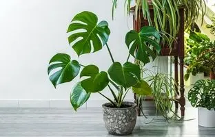 اگر از استرس و بی‌خوابی خسته شده‌اید، این گیاهان را در خانه نگه دارید!