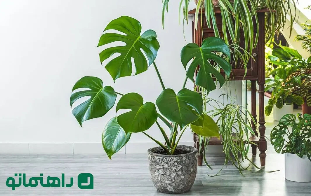 اگر از استرس و بی‌خوابی خسته شده‌اید، این گیاهان را در خانه نگه دارید!
