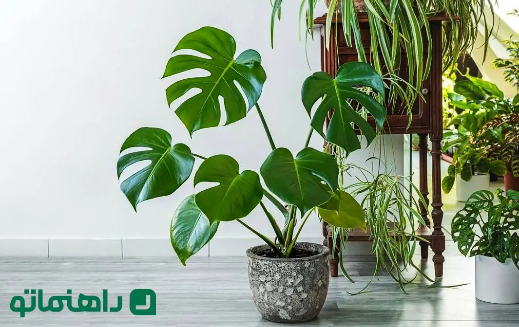 اگر از استرس و بی‌خوابی خسته شده‌اید، این گیاهان را در خانه نگه دارید!