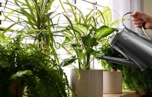 ۷ کود طبیعی خانگی که گیاهان آپارتمانی‌ را سرحال می‌کند + طرز تهیه

