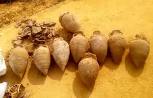 کشف «19 کوزه پر از سکّه‌های رومی» در عملیات «لوله‌گذاری» 