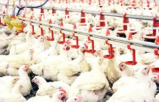 
قیمت گوشت مرغ، امروز ۲۸ خرداد ۱۴۰۴
