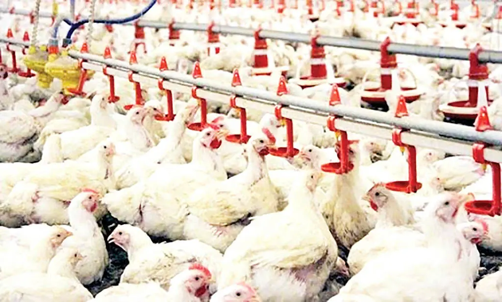 
قیمت گوشت مرغ، امروز ۲۸ خرداد ۱۴۰۴
