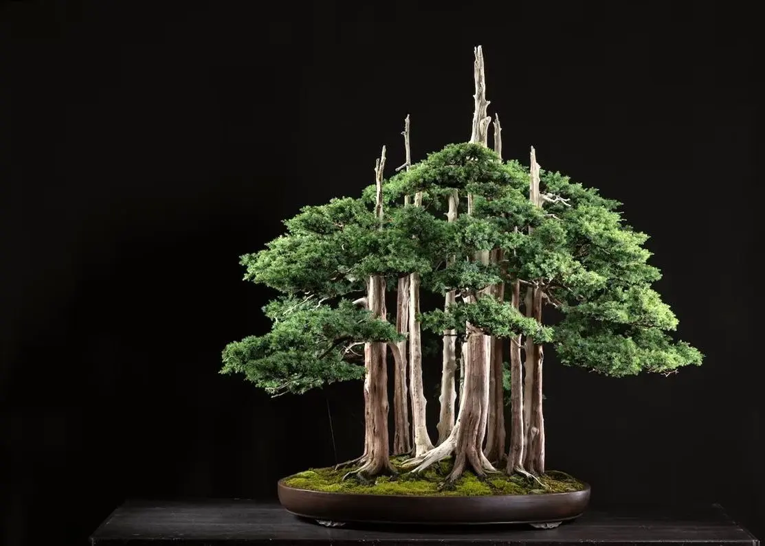 این «جنگل یک‌متری» مشهورترین «بونسای» جهان است