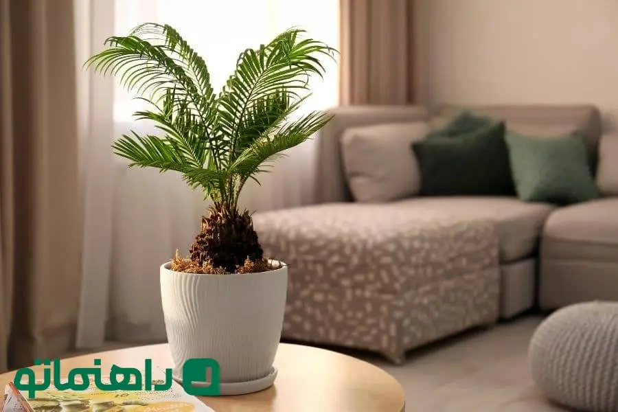 زیباترین نخل‌های آپارتمانی؛ حس و حال جنوب در خانه