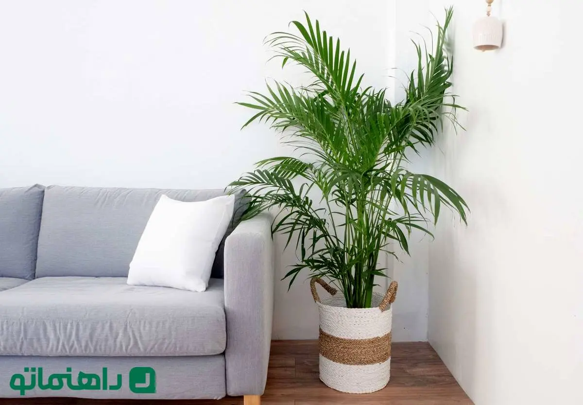 ۸ درختچه زینتی آپارتمانی برای خلق فضایی لوکس در پذیرایی