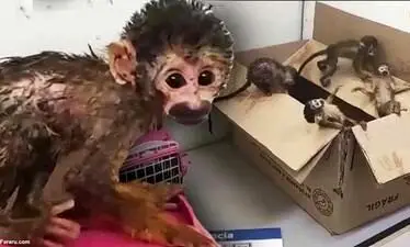 کشف ۶ میمون بی‌هوش در لباس زیر دو مسافر خارجی + ویدئو