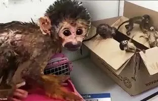 کشف ۶ میمون بی‌هوش در لباس زیر دو مسافر خارجی + ویدئو