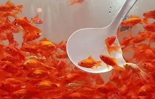 توصیه های بهداشتی که باید در مورد نگهداری ماهی قرمز بدانیم