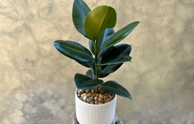 همه چیز در مورد گیاه فیکوس جنگلی