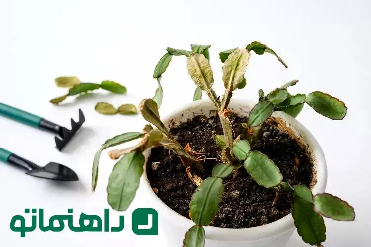 چرا کاکتوس ها زرد می شوند؟ 7 دلیل رایج و راه حل رفع آن
