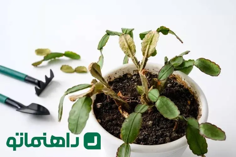 چرا کاکتوس ها زرد می شوند؟ 7 دلیل رایج و راه حل رفع آن