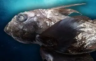 کشف گونه جدید جانور مخوف اقیانوس‌/ شبح‌ کوسه دیده شد!